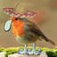 Robin Pogadl