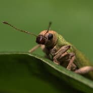 Antton Adarraga