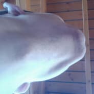 Botond Fejes