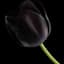 Black tulip